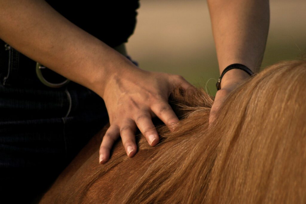 Chiropraxis Pferde